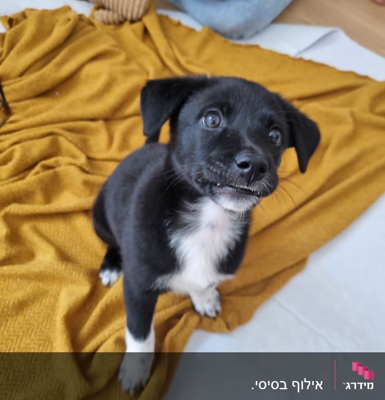 גור כלבים שחור על שמיכה צהובה עם צעצוע חבל